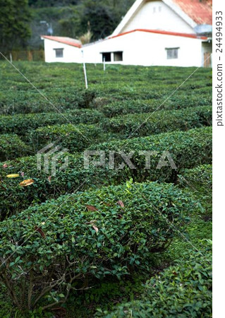 mountain tea gardon mountain tea gardon 24494933