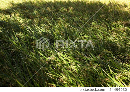 Chishang harvest travel 24494980