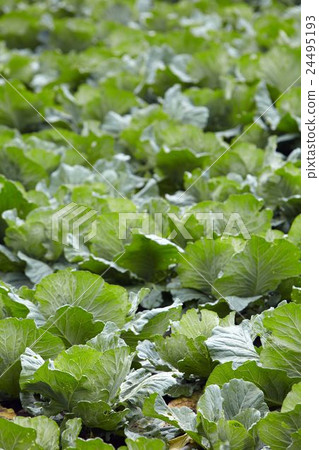 mountain tea gardon mountain tea gardon 24495193