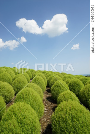Kokia 24495545