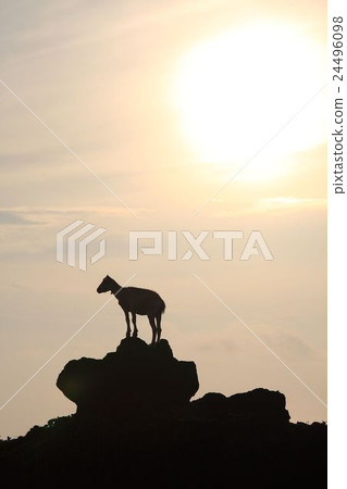sheep 24496098