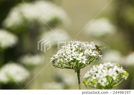 White golden flowers and honey bees blooming in the garden 24496197