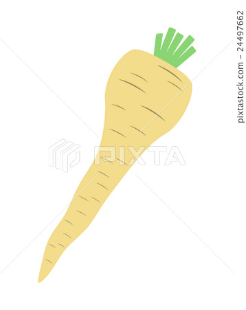 Parsnip Parsnip 24497662