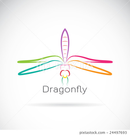 Vector of dragonfly on white background Vector of dragonfly on white background 24497693