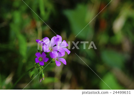 Murasaki Kabaki 24499631