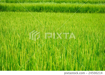 September's ear 24500214