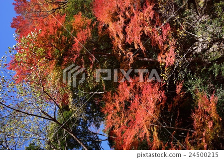 Autumnal leaves of the Keiko River and Mt. Okurayama Autumnal leaves of the Keiko River and Mt. Okurayama 24500215