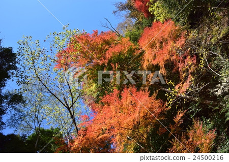 Keiko河和Mt. Okurayama的秋季葉子 Keiko河和Mt. Okurayama的秋季葉子 24500216