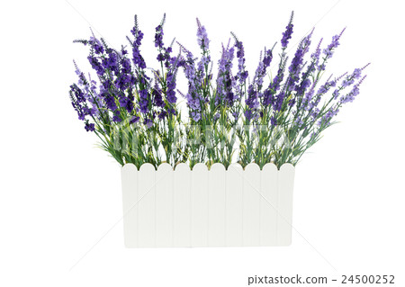 Lavender Artificial flowers in white vase isolated 24500252