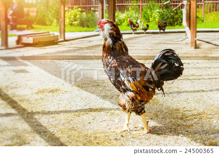 Cock - Rooster, symbol of New 2017 24500365