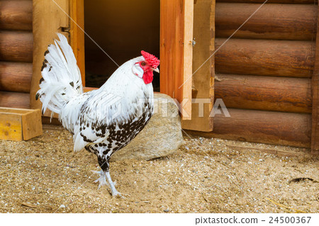 Cock - Rooster, symbol of New 2017 24500367
