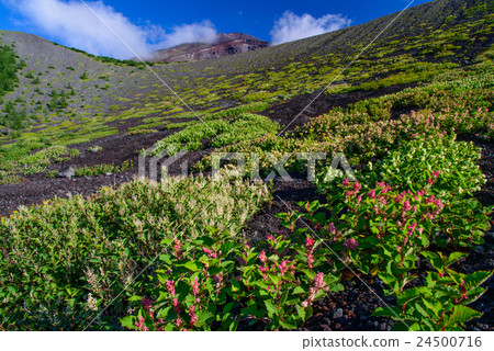 富士山從花園花園欣賞山頂 富士山從花園花園欣賞山頂 24500716