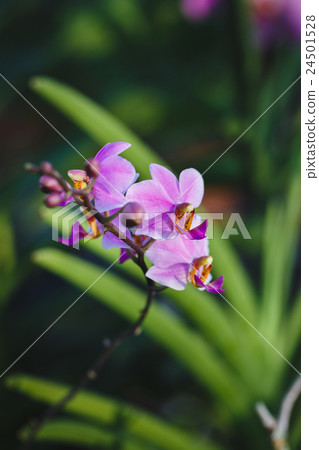 Purple Orchids flower 24501528