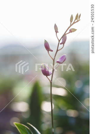 Purple Orchids flower 24501530