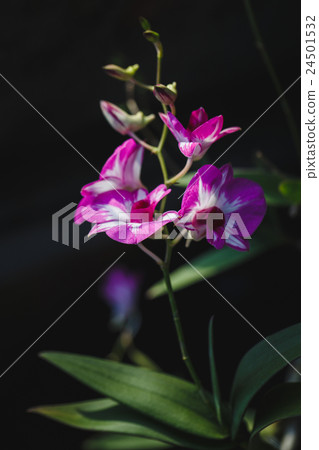 Purple Orchids flower Purple Orchids flower 24501532