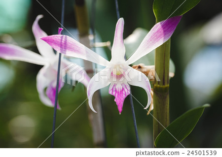 Purple Orchids flower 24501539