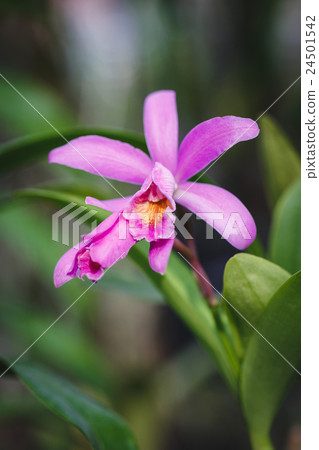 Purple Orchids flower Purple Orchids flower 24501542