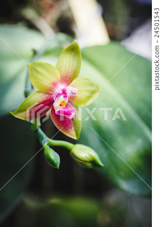 Purple Orchids flower Purple Orchids flower 24501543