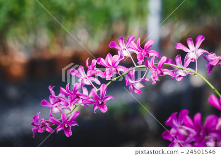 Purple Orchids flower Purple Orchids flower 24501546
