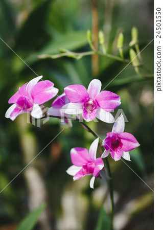Purple Orchids flower Purple Orchids flower 24501550