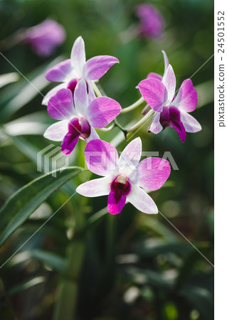 Purple Orchids flower Purple Orchids flower 24501552