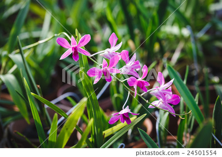 Purple Orchids flower Purple Orchids flower 24501554
