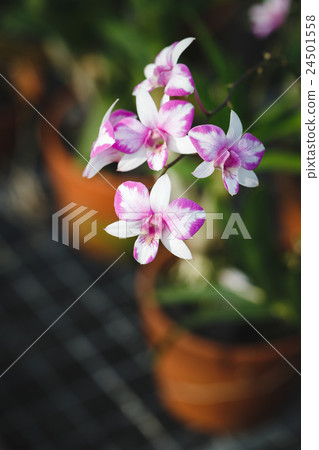 Purple Orchids flower Purple Orchids flower 24501558
