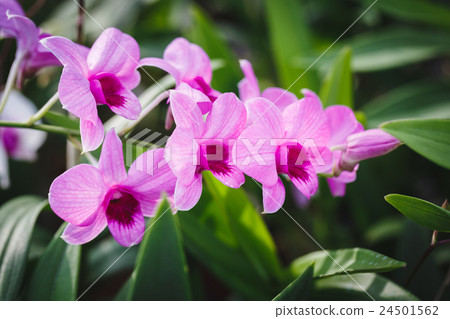 Purple Orchids flower 24501562