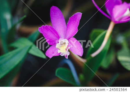 Purple Orchids flower 24501564