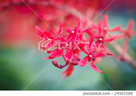 Red Orchids flower 24501566