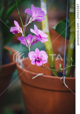 Purple Orchids flower Purple Orchids flower 24501567