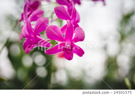 Purple Orchids flower 24501575