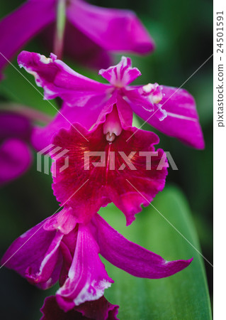 Purple Orchids flower 24501591