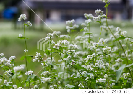 新聞新聞麵條白花 新聞新聞麵條白花 24501594