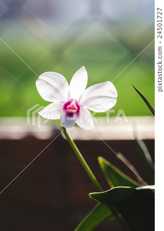 White Orchids flowers 24501727