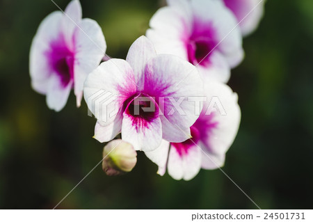 White Orchids flowers White Orchids flowers 24501731