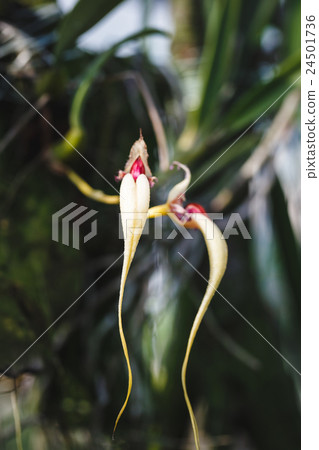 White Orchids flowers White Orchids flowers 24501736