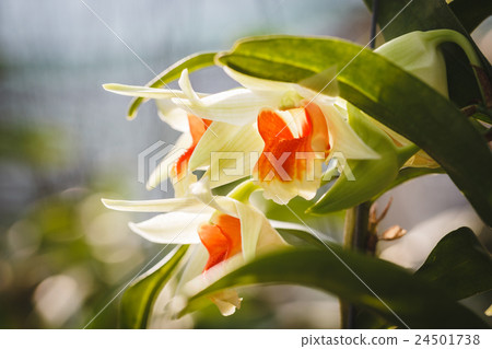 White Orchids flowers 24501738