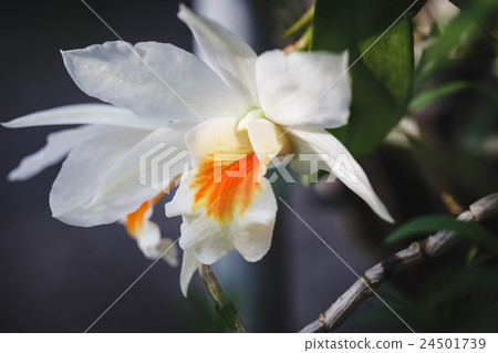 White Orchids flowers 24501739