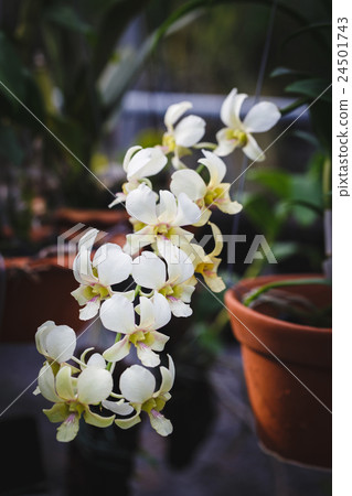 White Orchids flowers 24501743