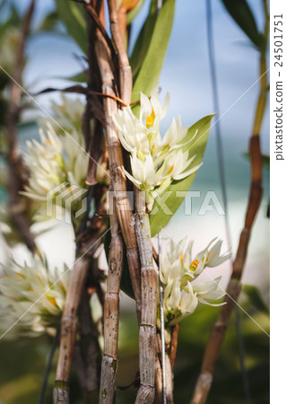 White Orchids flowers White Orchids flowers 24501751