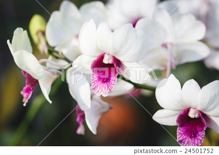 White Orchids flowers White Orchids flowers 24501752