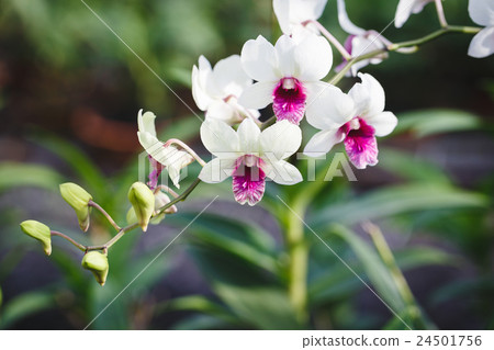 White Orchids flowers White Orchids flowers 24501756