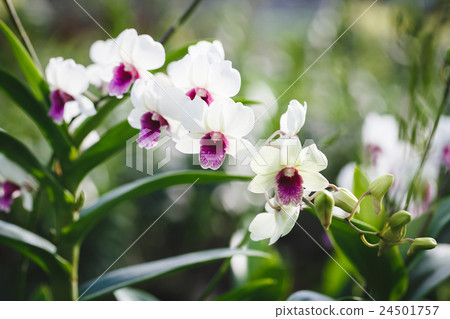 White Orchids flowers 24501757