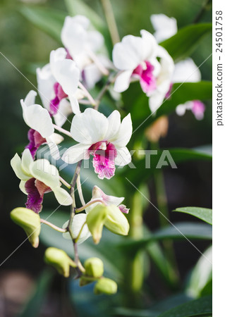 White Orchids flowers 24501758