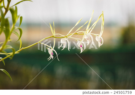 White Orchids flowers 24501759