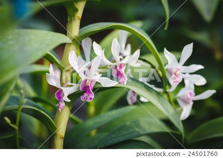 White Orchids flowers 24501760