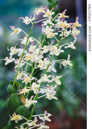 White Orchids flowers White Orchids flowers 24501764