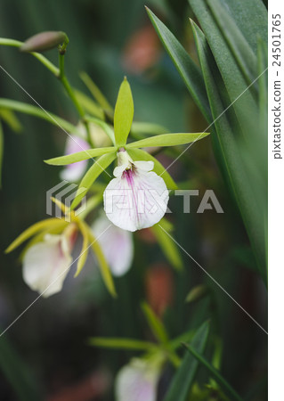 White Orchids flowers 24501765