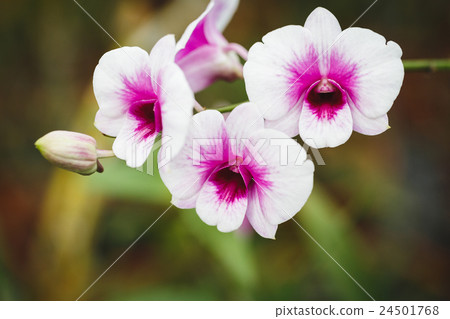 White Orchids flowers White Orchids flowers 24501768